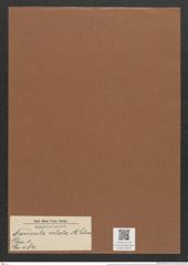 Navicula velata A.Schm. (de-Toni-Nr.: Genus 1, Species 484) Zeichnungen Sammlung Grunow Mappe 00427 (Herbarium_W_Grunow_drawings_Folder_00427)